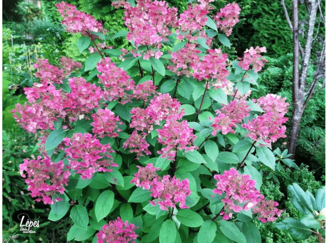 Hydrangea paniculata   'Wim's Red'